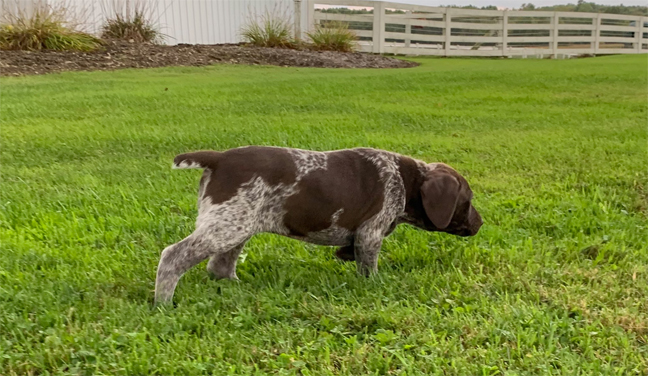 Thor 5 week old puppie